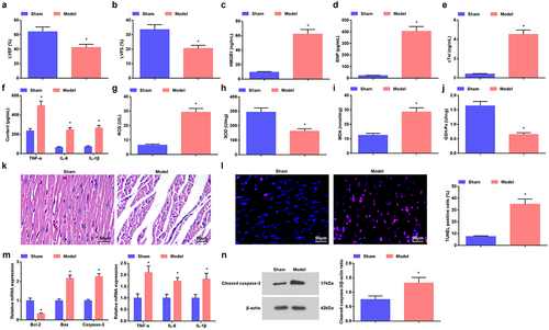 Figure 1. Induction of sepsis in mice. a. LVEF value in mice with sepsis; b. LVFS value of mice with sepsis; c. Serum HMGB1 level of mice with sepsis; D. Serum BNP level of mice with sepsis; e. Serum cTnI level of mice with sepsis; f. Serum TNF-α, IL-6 and IL-1β levels of mice with sepsis; g. Serum ROS level of mice with sepsis; h. SOD activity in myocardial tissues of mice with sepsis; i. MDA content in myocardial tissues of mice with sepsis; j. GSH-Px in myocardial tissues of mice with sepsis; k. HE staining of myocardial tissues of mice with sepsis; l. TUNEL staining of myocardial tissues of mice with sepsis; m. TNF-α, IL-6 and IL-1β and apoptosis-related factors Bcl-2, Bax and Caspase-3 mRNA expression levels in myocardial tissues of mice with sepsis; n. cleaved Caspase-3 protein level in myocardial tissues of mice with sepsis. The data were all measurement data, and represented by the mean ± standard deviation; * P < 0.05 vs. the sham group.