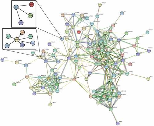 Figure 4. The PPI network of two differential genes and the most frequently altered neighbor genes
