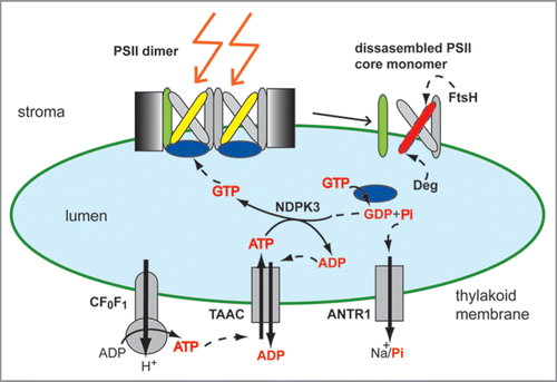 Figure 3 Schematic model of ATP transport and GTP-mediated signaling during high light stress. The active photosystem II (PSII ) is a multisubunit and dimeric complex, containing an intact reaction center D1 protein (yellow). As a result of high-light-induced inactivation, the D1 protein is oxidatively damaged (red), and needs to be replaced. The ATP-synthase CF0F1 supplies ATP in the stroma, from where it is translocated by the thylakoid ATP/ADP carrier (TAAC) into the lumen in exchange for ADP. The lumenal nucleoside diphosphate kinase NDPK3 converts ATP to GTP, which is subsequently bound and hydrolyzed by the PSII extrinsic subunit PsbO (blue). This leads to PsbO dissociation, partial disassembly of PSII complex (CP43 subunit shown in green), and D1 proteolysis by Deg and FtsH proteases in a highly controlled manner. The resulting phosphate (Pi) is exported back to the stroma by the Na+- dependent Pi transporter (ANTR1). The various nucleotides and Pi are highlighted as red text.