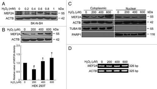 Figure 6. Regulation of MEF2A degradation by oxidative stress. (A and B) Effects of H2O2 on the protein level of MEF2A. SK-N-SH (A) and HEK 293T (B) cells were treated without or with H2O2 (0 to 1.0 mM, 24 h) and protein levels were determined by western blot. Bottom graph shows the relative MEF2A levels normalized to ACTB (n = 3). #P < 0.05 vs. cells without H2O2 treatment; *P < 0.05 vs. 200 μM of H2O2 treatment. (C) Excessive oxidative induces increased accumulation of cytoplasmic MEF2A, which is accompanied by a decline of nuclear MEF2A. SK-N-SH cells were treated with 0 to 600 μM of H2O2 for 24 h followed by extraction of cytoplasmic and nuclear fractions. Equal quantities of samples from both fractions (50 μg per sample of cytoplasmic fraction and 25 μg per sample of nuclear fraction) were subjected to SDS-PAGE and western analysis with an anti-MEF2A, anti-ACTB (detecting both nuclear and cytoplasmic fractions), anti-TUBA1B (detecting cytoplasmic fraction), or anti-PARP1 antibody (detecting nuclear fraction). (D) MEF2A mRNA level is not affected by H2O2 treatment. SK-N-SH was exposed to different dosages of H2O2 (0 to 600 μM) for 24 h. Total RNA was prepared for RT-PCR analysis of MEF2A. The ACTB band is shown as a loading control.