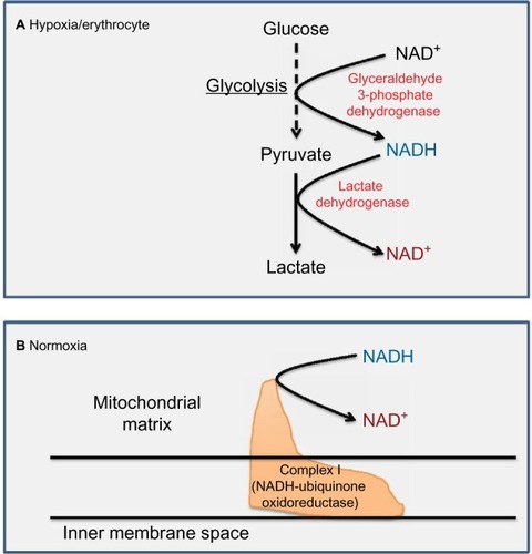 Figure 4 Major cellular enzymes involved in NAD+ regeneration.