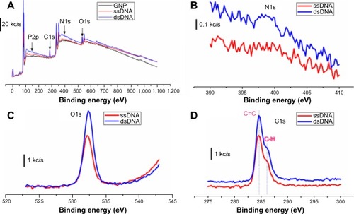 Figure 8 X-ray photoelectron spectrum of the electrode surface. (A) X-ray photoelectron spectrum of the GNP deposited, the ssDNA probe immobilized, and the complementary target hybridized electrode surfaces. (B–D) spectrums for N1s, O1s, and C1s.Abbreviations: GNP, gold nanoparticles; ssDNA, single-stranded DNA; ds, double-stranded DNA.