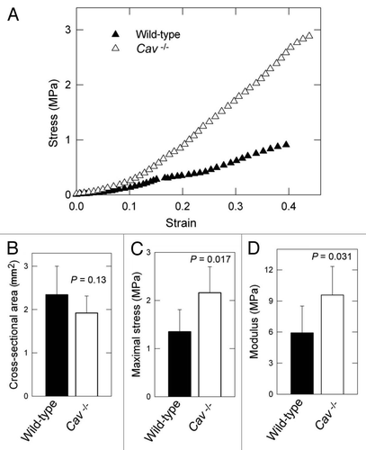 Figure 3 Bio-mechanical properties of the skin from wild-type and Cav-1-/- mice. (A) Typical stress-strain response for wild-type versus Cav-1-/- dorsal skin. (B) No differences were found in the cross-sectional area between the two groups. (C and D) Determination of tensile strength and modulus in the skin in wild-type and Cav-1-/- mice. The maximum stress or “tensile strength” is the maximum amount of tensile stress that a body can be subjected to before failure and Young's modulus (slope of elastic region) is related to “stiffness,” the resistance of the material to elastic percent deformation caused by an applied stress. Skin from Cav-1-/- mice exhibited increased maximum stress (C) and modulus (D), than those from wild-type (C and D). Five animals of each genotype were analyzed. Data are reported as the mean ± SEM (p values are indicated in the graphs, as determined by the Student's t-test).