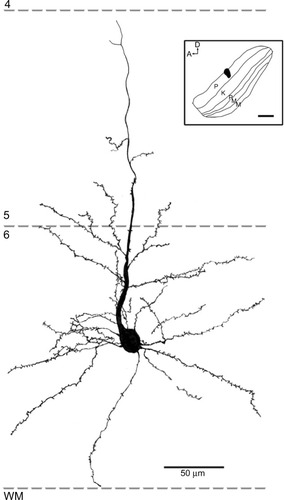 Figure 12 Reconstruction of a corticogeniculate cell that was labeled following an injection into the P layers of the LGN.
