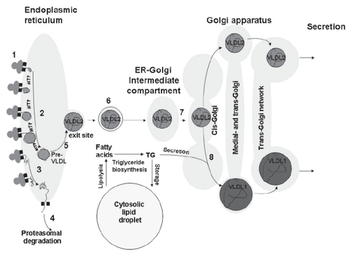 Figure 2 The assembly of VLDL. During its biosynthesis, apoB100 (1) is translocated to the lumen of the endoplasmic reticulum and lipidated by MTP to form a pre-VLDL particle (2). Pre-VLDL is further lipidated to form VLDL2 (5). Alternatively, pre-VLDL and misfolded apoB100 (3) can be retained and degraded in the cell (4). The VLDL2 is transferred to the Golgi apparatus (6, 7) and is either secreted or further lipidated to form VLDL1 (8). Fatty acids are released from cytosolic lipid droplets and used for the formation of triglycerides, which are assembled into VLDL (8).