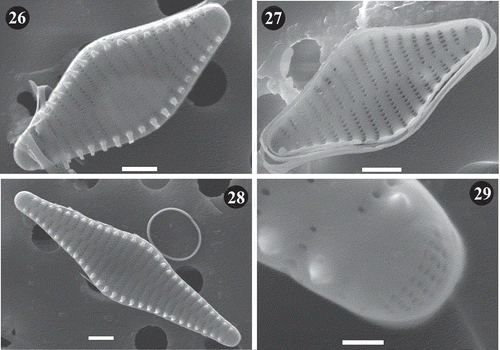 Figs 26–29. SEM images of Staurosira tabellaria. Lake Ladoga and Lake Ilmen material. Fig. 26. General external view of frustule showing details of striae and location of spines on the interstriae. Fig. 27. Internal view of frustule showing mantle at apexes. Notice the absence of rimoportulae and lack of ornamentation on girdle bands. Fig. 28. External view of large frustule. Notice raised interstriae and spines located on them. Fig. 29. Close up of apex of valve in Figure 28. Notice details of apical pore field. Scale = 2 µm (Figs 26–28), 0.5 µm (Fig. 29).