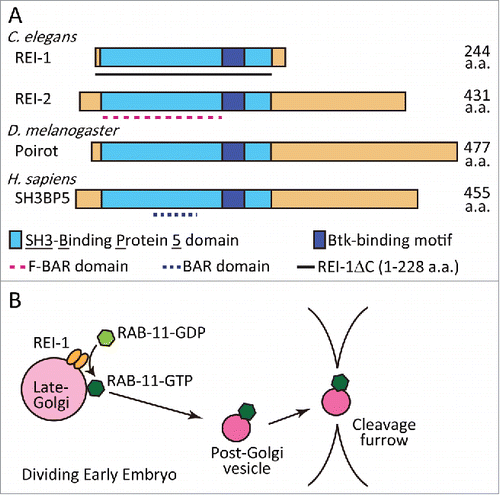 Figure 1. (A) Domain structure of the REI-1 family of proteins. Our results show that almost full-length REI-1 (1-228 aa) is required for RAB-11.1 binding. (B) A model describing the role of REI-1 in RAB-11 activation and translocation. REI-1 activates RAB-11, by exchange of GDP with GTP, principally at late-Golgi membranes. RAB-11-positive post-Golgi vesicles or compartments are then targeted to the cell cortex and cleavage furrow to regulate cytokinesis and membrane traffic.