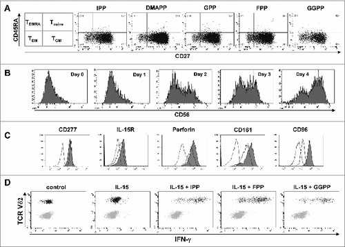 Figure 6. IL-15 converts central memory cells into interferon γ producing effector γδ T cells with a cytotoxic phenotype. (A) Peripheral blood mononuclear cells (PBMCs) at 1.5 × 106/mL were stimulated in round-bottom 96-well plate with 10 μM of the various mevalonate-derived isoprenoid pyrophosphates in the presence of 100 U/mL IL-2 and 100 ng/mL IL-18. After 9 days, cells were stained with fluorophore-conjugated antibodies against CD3, Vδ2, CD45RA and CD27 to determine memory phenotypes. (B) PBMCs depleted of CD14+ cells were cultured with 25 ng/mL IL-15 for the time indicated. Cells were stained with fluorophore-conjugated antibodies against CD3, Vδ2 and CD56 and analyzed by fluorescence cytometry. Vδ2+ T cells were gated on a flow cytometer and selectively analyzed for CD56 expression (filled histogram) vs. isotype control (open histogram). (C) CD14−PBMCs were either freshly analyzed (open histogram) or cultured with 25 ng/mL IL-15 for 4 days prior (filled histogram). Vδ2+ T cells were fixed, permeabilized (as needed) and stained with fluorophore-conjugated antibodies to determine the expression of CD277, IL-15Rα, perforin (intracellular), and CD161 and CD96 (filled histogram) vs. isotype control (dotted line). (D) CD14−PBMCs were cultured with 25 ng/mL IL-15 for 3 days and then stimulated with isopentenyl pyrophosphate (IPP), farnesyl-PP (FPP) or geranylgeranyl-PP (GGPP) for 5 hours. CD56+ cells, which included γδ T cells and natural killer (NK) cells, were gated and analyzed for intracellular interferon γ (IFNγ) and for surface Vδ2. Data are representative of five independent experiments with 3 different donors.