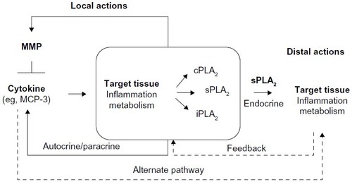 Figure 1 The postulated mechanism of PLA2 regulation by MMPs via cytokines gives rise to many plausible PLA2-mediated signaling events that can impact target tissues at short and long distances. Alternate signaling pathways and feedback regulatory loops (dashed arrows) are likely part of the complex regulation of target tissues by MMPs.