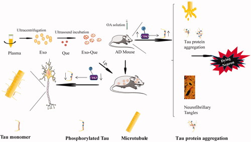 Figure 1. Primary hypothesis of this study. Exo-Que enhanced the bioavailability and achieved brain targeting in vivo. Exo-Que improved cognitive and functional symptoms in OA-induced AD mice by inhibiting CDK5-mediated phosphorylation of Tau and reducing NFTs.