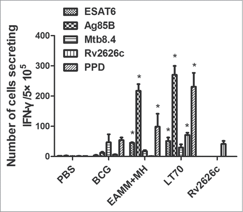 Figure 3. The immunogenicity of LT70 vaccine. Mice were immunized with 13 μg of LT70 formulated in DDA/poly(I:C) 3 times at 2-week intervals subcutaneously (s.c.) in week 0, 2 and 4 of the experiments. For EAMM+MH group, the mice were received EAMM (10 μg ) and MH (10 μg ) in DDA/poly(I:C). Mice immunized with 5×105 BCG or PBS was used as controls. Six weeks after the final vaccination, spleen cells were stimulated with ESAT6 (10 μg /ml), Ag85B (5 μg /ml), Mtb8.4 (10 μg /ml), Rv2626c (10 μg /ml) and PPD (5 μg /ml) respectively in vitro. The IFN-γ was detected by ELISPOT kit and was showed as number of cells secreting IFN-γ/3×105. Data were shown as means± SD. n = 4. *p < 0.05, relative to PBS and BCG groups.