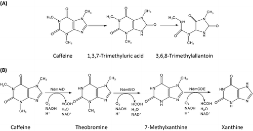 Figure 1. Caffeine degradation pathways: (A) C-8 oxidation pathway for degradation of caffeine by Pseudomonas sp. CBB1; (B) N-demethylation pathway for conversion of caffeine into xanthine by Pseudomonas putida CBB5.