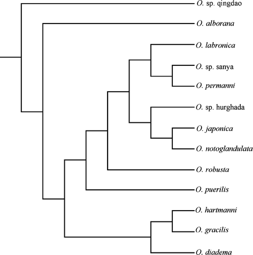 Figure 3.  The single most-parsimonious tree resulting from the combined analysis including only the ophryotrochans.