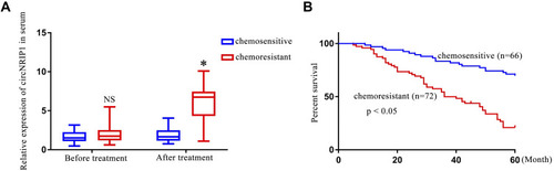 Figure 1 Levels of circNRIP1 are increased in the serum of chemoresistant NPC patients. (A). circNRP1 expression was assessed via qRT-PCR in chemoresistant and chemosensitive NPC patient serum samples. (B). The overall survival of chemoresistant patients was significantly lower than that of chemosensitive patients. *p < 0.05.
