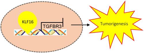 Figure 7 The schematic mechanisms of KLF16 promotes BC proliferation and migration via downregulating TGFBR3.