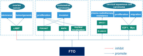 Figure 6 The specific mechanisms of FTO in gynecological cancer. FTO greatly influenced ovarian cancer cell stemness and tumorigenesis via suppressing the expression of cAMP. FTO also affected endometrial carcinoma cell proliferation and invasion by modulating PI3K/AKT and MAPK signaling pathways and nuclear localization. Finally, FTO played an important role in the chemo-radiotherapy resistance of cervical squamous cell carcinoma and cancer cell proliferation and migration through up-regulating β-catenin, E2F1 and Myc.