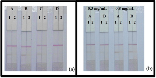 Figure 5. Result of optimization of immunochromatographic strip with 0.01 M PBS (pH 7.4). (a) Optimization using four kinds of surfactants; (A) PVP, (B) PEG, (C) BSA, and (D) Rhodasurf® On-870. (b) The dosage of the mAb that added in GNP; (A) 10 µg/mL, and (B) 8 µg/mL. Standard concentration; (1) 0 µg/mL, and (2) 5 µg/mL.