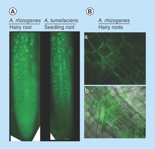 Figure 3.  Protein localization in Agrobacterium rhizogenes-transformed hairy roots and cellular transformation.(A) Fluorescent microscopic image of 35S:AtSTOP1:sGFP localization in hairy and intact roots of Arabidopsis. (B)35S:CcMATE1:sGFP localization in tobacco hairy roots and detection of cellular transformation base on GFP fluorescence. The confocal laser scanning microscopic image of CcMATE1 localized in cell plasma membrane of tobacco hairy roots (A) (dark field) and (B) (merged). Uniform and single cell transformation of CcMATE1 was detected based on GFP fluorescence.GFP: Green fluorescent protein.
