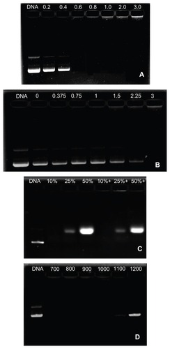 Figure 6 (A) Agarose gel electrophoresis of the OTMCS–PEI/DNA complex at various w/w ratios. Protection of OTMCS–PEI on plasmid DNA. (B) Protection of plasmid DNA from degradation by DNase I at different concentrations of 0, 0.375, 0.75, 1, 1.5, 2.25, and 3 U DNase I/μg DNA. (C) Protection of plasmid DNA from dissociation by serum at varying concentrations of 10%, 25%, and 50%. The lanes 10%, 25%, and 50% without “+” refer to the presence of naked DNA with 10%, 25%, and 50% serum; the lanes 10%, 25%, and 50% with “+” refer to the presence of OTMCS–PEI/DNA complex at w/w ratio 20 besides 10%, 25%, and 50% serum. (D) Protection of plasmid DNA from dissociation by sodium heparin at varying concentrations of 700, 800, 900, 1000, 1100, and 1200 μg/mL.Abbreviation: OTMCS–PEI, amphiphilic chitosan cross-linked with low-molecular weight polyethylenimine.