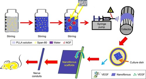 Figure 11 Schematic illustration of the preparation process of core–shell nanofibrous scaffolds for sciatic nerve regeneration. Data from Xia B et al.Citation66Abbreviations: NGF, nerve growth factor; PLLA, poly(l-lactic acid); VEGF, vascular endothelial growth factor.