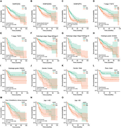 Figure 4 Prognostic analysis of the NABP2 in HCC. (A–C) Cox regression survival analysis of OS (A), DSS (B), and PFI (C) in HCC patients from the TCGA database. (D–O) Subgroup survival analysis in HCC based on a variety of clinicopathological factors. (D and E) T Stage; (F and G) Pathological stage; (H and I) Histologic grade; (J and K) Gender; (L and M) Race; (N and O) Age.