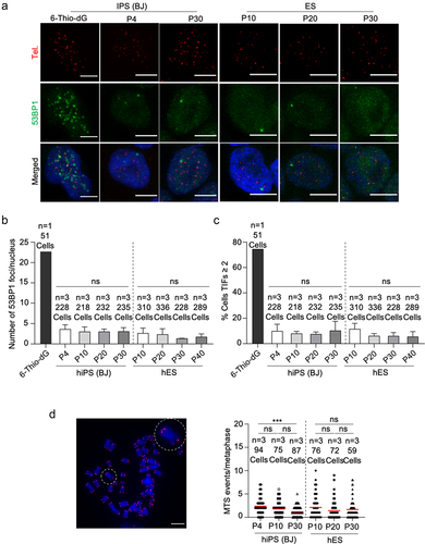 Figure 4. Telomeres of hiPSCs and hESCs are protected and genomically stable throughout successive passages.