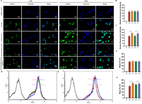 Figure 3 Cellular uptake and distribution after incubation with varying formulations. (A) Fluorescence microscopy images of RAW264.7 cells treated with or without LPS with different formulations. Scale bar, 25 μm (n=3). (B and C) Quantitative analysis of fluorescence intensity for different formulations. (D and E) The uptake of different formulations to cells treated without or with LPS. (F and G) Relative fluorescence intensity of varying formulations to cell. Data are presented as mean ± SD (n=3). * P < 0.05. a, Blank control. b, Cou-Ms. c, MTX-Cou-Ms. d, PVGLIG-MTX-Cou-Ms. e, PVGLIG-MTX-Cou-Ms in MMP-2 enzyme-rich environment.