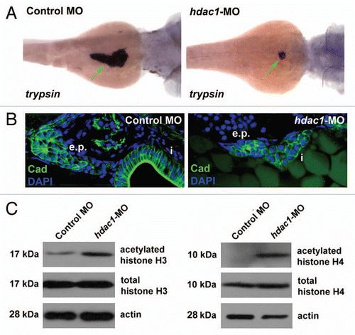 Figure 2 Anti-sense inhibition of hdac1 expression recapitulates defects of exocrine pancreas in hdac1hi1618 mutants. Exocrine pancreas of 72 hpf WT larvae injected with hdac1-MO or hdac1-5-mispair-MO analyzed by (A) in situ hybridization using trypsin anti-sense riboprobes; (B) by immunohistochemistry using anti-cadherin antibodies (green) and DAPI (blue) followed by histological sectioning. e.p., exocrine pancreas; i, intestine. Note that both exocrine pancreas and intestine are hypomorphic in the hdac1-MO-injected larvae. (C) Immunoblot analysis of acetylated histones H3 and H4 in hdac1-MO or control MO-injected WT larvae at 72 hpf. Anti-total histones H3 and H4 antibodies and anti-actin antibodies were used as controls.