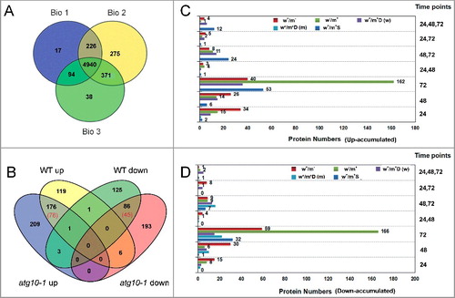 Figure 3. iTRAQ-based proteomics identification of proteins in response to V. dahliae infection in the wild-type and atg10-1 Arabidopsis plants. (A) Venn diagram showing the distribution of the number of proteins that were identified from 3 biological repeats. (B) Venn diagram showing the overlap of up- and down-accumulated proteins identified in the WT and atg10-1 mutant. (C and D) Comparison of the number distributions of upaccumulated (C) and downaccumulated (D) proteins identified from the WT and atg10-1 according to the time course. w+/m−, w−/m+ and w+/m+D indicate the same meaning mentioned in the text. w+/m+D (w) indicate proteins both changed, and preferentially changed in WT at more time-points or with higher abandance; w+/m+D (m) indicate proteins both changed, and preferentially changed in mutant at more time-points or with higher abundance. WT, wild type.