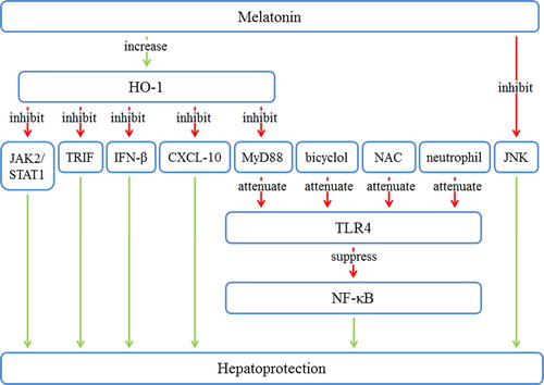 Figure 3. The downstream pathways of melatonin in hepatic IRI. Melatonin increases HO-1 and inhibits JNK. HO-1 inhibits JAK2/STAT1, TRIF, IFN-β, CXCL-10, and MyD88. Bicyclol, NAC, neutrophils, and repressed MyD88 cause attenuation of TLR4. TLR4 repression leads to the suppression of NF-κB. These changes result in hepatoprotection. CXCL-10 = C-X-C motif ligand 10; HO-1 = heme oxygenase 1; IRI = ischemia/reperfusion injury; JAK2 = Janus kinase 2; JNK = c-Jun N-terminal kinase; MyD88 = myeloid differentiation factor 88; NAC = N-acetylcysteine; NF-κB = nuclear factor κB; STAT1 = signal transducer and activator of transcription 1; TLR-4 = toll-like receptor 4; TRIF = toll-receptor-associated activator of interferon.