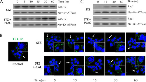 FIG 3 Effect of PLAG on plasma membrane GLUT2 expression in INS-1 cells. (A and B) GLUT2 expression in membrane fractions was analyzed by Western blotting (A) and observed with confocal microscopy (B). Arrows indicate results of GLUT2 expression. (C) Rac1 expression in membrane fractions was analyzed by Western blotting.
