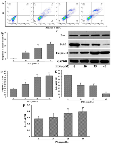 Figure 3 Effect of PDA on apoptosis level on SMMC-7721 cells. (A) Annexin V-FITC/PI staining presented the rate of apoptosis cells after 24 h of PDA treatment. (B) PDA-induced apoptosis in a dose-dependent manner. (C–F) Representative pictures and quantification results showed changes in the expression of Bcl-2, Bax, and cleaved-Caspase 3. The data of three independent experiments were demonstrated as mean ± SD. *p < 0.05 and **p < 0.01 indicating statistical differences compared with the control group.