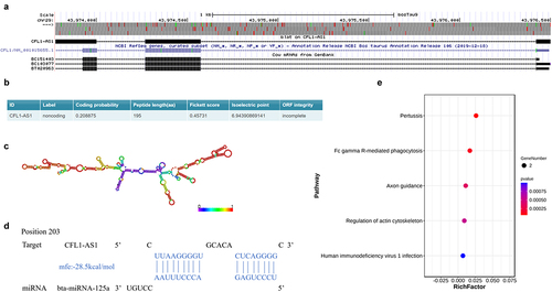 Figure 3. Molecular characterization of CFL1-AS1. (a) UCSC Genome Browser localizing CFL1-AS1. (b) Coding ability of CFL1-AS1 prediction. (c) Secondary structure of CFL1-AS1. (d) Bioinformatics prediction of binding sites in CFL1-AS1 to bta-miR-125a. (e) KEGG enrichment analysis of CFL1 and CFL2.
