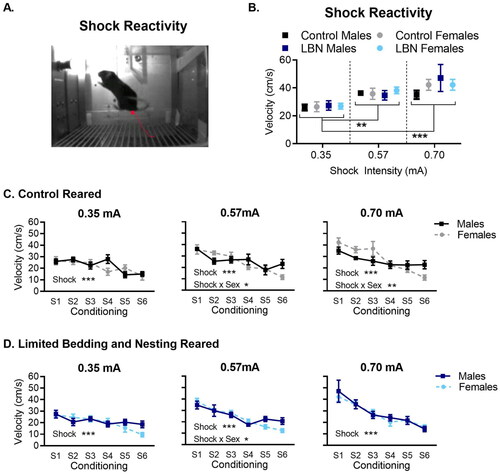 Figure 3. Shock reactivity increases as foot-shock intensity increases. (A) Image of a mouse reacting to a foot-shock. (B) Mice, across all groups, react with a higher velocity to 0.57 and 0.70 mA when compared to 0.35 mA. (C) In control-reared mice at the higher shock intensities, males show a shallow decline compared to females in the magnitude of responding across successive tone-shock pairings (D) for LBN-reared mice, males and females show similar changes in behavioral response to successive shocks at 0.35 mA and 0.70 mA, with males showing a slightly shallower decrease in shock responding at the 0.57 mA intensity. N per group ranged from 12–23 mice (exact n shown in Figure 1). Data is presented as mean ± SEM. *p < 0.05, **p < 0.01, ***p < 0.001.