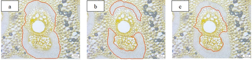 Figure 2. An illustration of area occupation measure of FVB. (a) Total transverse area; (b) Non-vascular tissue area;(c) Vascular tissue area.