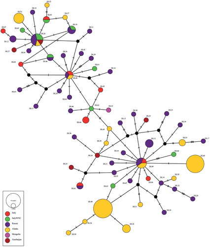 Figure 2. Median-joining network for the D-loop haplotypes identified in the Eurasian Teal complex analysis (see online Appendix S1). Each circle represents a haplotype and its size is proportional to haplotype frequency. Colours indicate different sampling countries. A different colour (green) was used in the case of the haplotypes belonging to the ten white ring-necked Eurasian Teals collected in northeast Italy and analysed in this study. Small black nodes represent possible median vectors.