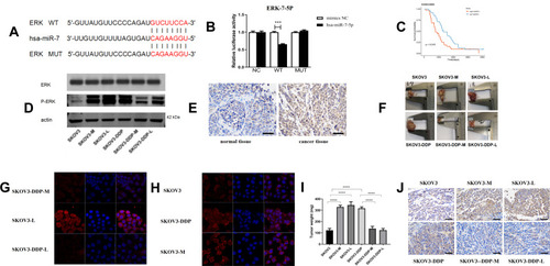 Figure 4 LNC00115 regulates ERK by sponging miR-7. (A and B) Dual-luciferase assays were performed to confirm the binding of ERK to miR-7. (C) The expression of ERK was correlated with the survival of patients with ovarian cancer. (D) p-ERK1/2 and total ERK expression in ovarian cancer cells as determined by WB. (E) ERK1/2 expression in human ovarian tumour tissues and normal tissues as determined by IHC. (F) Nude mouse tumours. (G and H). Immunofluorescence staining of phospho-ERK1/2 in ovarian cancer lines. (I) Tumour weights of the nude mice. (J) Detection of ERK1/2 in nude mouse ovarian tumours by IHC. Data represent the means ± SD. ***P<0.001 and ****P<0.0001.