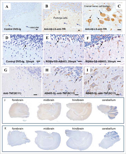 Figure 2. Brain uptake and distribution of multiple DVD-Igs. (A-C) Representative images of IHC staining of brain sections from mice 24 hours after an intravenous injection with either control DVD-Ig or anti-Aβ-LS-anti-TfR1(AB221) DVD-Ig (20 mg/kg). Images show broad overall staining in the brain parenchyma for anti-TfR1/Aβ DVD-Ig (B) compared with DVD-Ig control (A). Significant amounts of brown neuronal staining of Purkinje cells (B, black arrow) and cranial nerve cells (C, black arrow) were detected for anti-Aβ-LS-anti-TfR1(AB221) DVD-Ig. Occasional endothelial cell/vasculature staining (blue arrow) was observed with control DVD-Ig (A). (D-F) IHC staining of brain sections from mice after an intravenous injection with either anti-RGMa-GS-anti-TfR1(AB403) DVD-Ig or DVD-Ig control at indicated doses after 24 hours. Images show broad staining in the brain parenchyma for anti-RGMa-GS-anti-TfR1(AB403) DVD-Ig (E,F) which was lacking in DVD-Ig control (D). Neuronal staining of Purkinje cells (black arrow) by anti-RGMa-GS-anti-TfR1(AB403) DVD-Ig was observed (E,F). (G-I) IHC staining of brain cerebellum sections from mice after an intravenous injection with either anti-TNF (8C11) antibody, or anti-TfR1(AB405)-SL-anti-TNF(8C11) DVD-Ig at 20 mg/kg at 24 hours is shown. Images show broad staining in the brain parenchyma for anti-TfR1(AB405)-SL-anti-TNF(8C11) DVD-Ig (H,I). Neuronal staining of Purkinje cells (H, black arrows) and cranial nerves (I, black arrows) by anti-TfR1(AB405)-SL-anti-TNF(8C11) DVD-Ig was observed. Parenchyma or neuronal staining was not detected for anti-TNF antibody (G). Images shown are representative of data from cohorts of animals n = 4. Scale bar equals 20 μm. (J, K) Representative images of coronal section of forebrain, midbrain, hindbrain and cerebellum regions from mice after an intravenous injection with either anti-RGMa-GS-anti-TfR1(AB403) DVD-Ig or DVD-Ig control after 24 hours show enhanced overall brown staining of anti-RGMa-GS-anti-TfR1(AB403) DVD-Ig (J) compared with DVD-Ig control (K). Images shown are representative of data from cohorts of animals n = 4. Scale bar equals 500 μm.