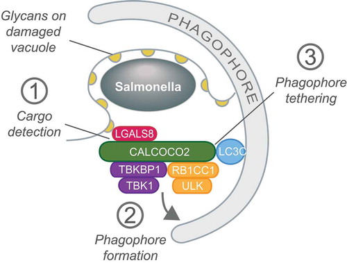 Figure 1. CALCOCO2/NDP52 orchestrates xenophagy by (1) detecting the ‘eat-me’ ligand LGALS8/galectin-8 on damaged SCVs, (2) initiating phagophore membrane formation by recruiting the ULK and TBK1 kinase complexes and (3) tethering damaged SCVs to the phagophore via LC3C.