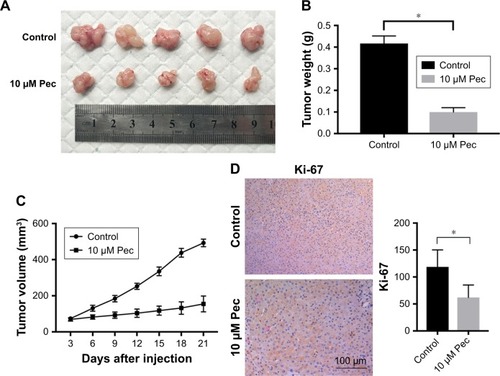 Figure 5 Effect of pectolinarigenin on HCC tumor growth in vivo.