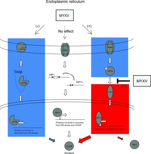 Figure 8 Model of MYXV modulation of the UPR. The UPR is primarily comprised of three distinct arms mediated by the ER stress sensors IRE1, ATF6, and PERK. Our results indicate that MYXV infection activates both the ATF6 and PERK arms of the UPR (shown in blue) while having virtually no effect on the IRE1 arm. After activation of PERK, however, MYXV infection subsequently blocks the downstream signaling from this arm by actively inhibiting the translation of ATF4 (shown in red).