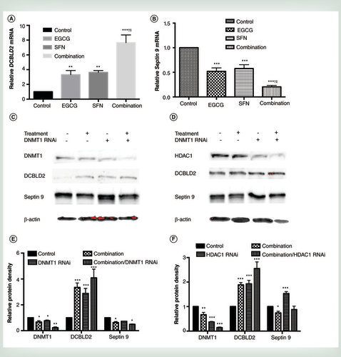 Figure 6.  Combinatorial treatment with EGCG and SFN caused expression changes in tumor-related genes through regulation of HDAC1 and DNMT1. (A) and (B) q.uantitative real-time PCR was performed to measure relative transcription of DCBLD2(A) and Septin 9(B) in early transformed breast cancer SHR cells treated with EGCG (20 μm) and SFN (10 μm) alone or in combination. (C & D) Protein expression of DCBLD2 and Septin 9 in response to suppressed DNMT1 (C) or HDAC1 (D) Combination-treated or untreated SHR cells were transfected with either DNMT1 siRNA (C) or HDAC1 siRNA (D) to inhibit related gene expression and extracted protein after 3 days of transfection. (E & F) protein quantification for C (E) and D (F). Data were in triplicate from three independent experiments and normalized to internal control and calibrated to levels in untreated samples. Columns, mean; bars, standard deviation. †p < 0.01, significantly different from EGCG. ‡p < 0.01, significantly different from SFN.**p < 0.01; ***p < 0.001, significantly different from control.DNMT1: DNA methyltransferase 1; EGCG: Epigallocatechin-3-gallate; HDAC1: Histone deacetylases 1; SFN: Sulforaphane.