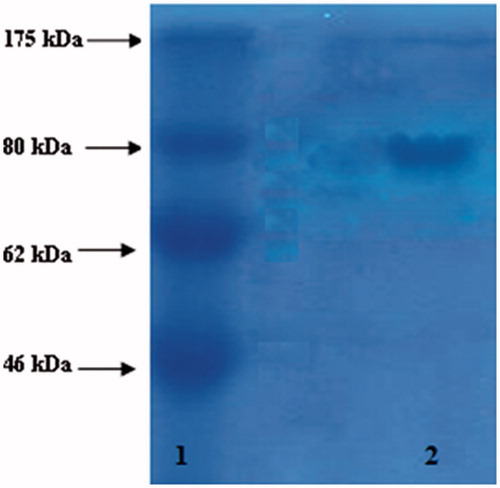 Figure 1. Sodium dodecyl sulphate-polyacrylamide gel electrophoresis (SDS-PAGE) analysis of purified LPO. Column 1: standard proteins: MBP (maltose-binding protein β-galactosidase, 175 kDa), MBP (maltose binding protein)-paramyosin (fusion of MBP and paramyosin, 80 kDa), maltose-binding protein and chitin binding domain (62 kDa), CBD-Mxe intein-2CBD (fusion of the chitin binding domain and the Mxe intein followed by two chitin-binding domains, 46 kDa). Column 2: purified LPO from bovine milk (80 kDa) (LPO: lactoperoxidase).