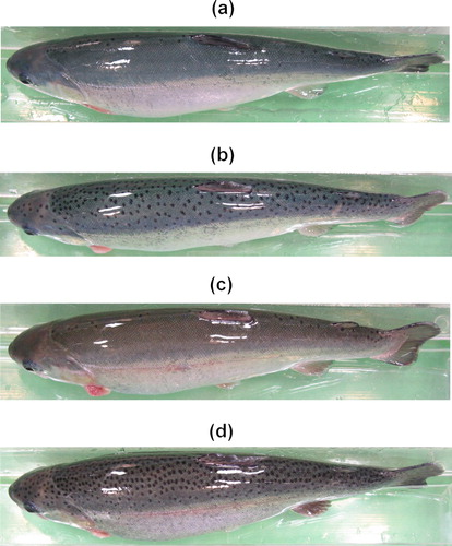 Figure 4. Images showing the extreme number of dark spot variation on the skin among individuals of the BB and NBB of rainbow trout during juvenile development. (a) and (b) images of different BB juveniles; (c) and (d) images of different NBB juveniles. In all individuals, the images were obtained at 447 dpf. The full back of individuals is showed. (a) 0.9 spots/cm2, (b) 4.0 spots/cm2, (c) 0.0 spots/cm2, and (d) 8.9 spots/cm2.