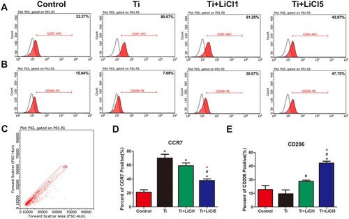 Figure 4 In vitro polarization of macrophage.Notes: (A) and (B) Representative histograms of flow cytometry results after cultured for 4 days, percentage of CCR7 and CD206 positive cells, representing M1 or M2 macrophages, respectively. (C) Flow cytometry analysis of RAW264.7 cells. (D) and (E) Percentage of CCR7 and CD206 positive cells respectively. (*# and + represent P<0.05 when compared with Control, Ti, and Ti+LiCl1 respectively).Abbreviations: CCR7, C-C chemokine receptor type 7; CD206, cluster of differentiation 206.