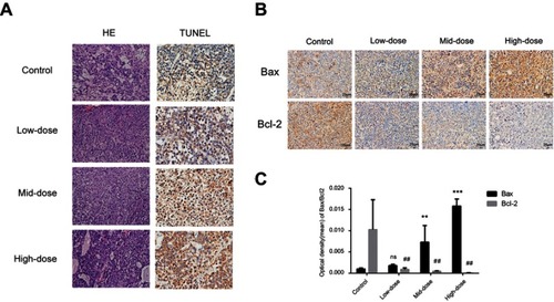 Figure 5 Histological analysis showing that PL inhibits tumor growth in vivo. The histological analysis of the livers of mice treated with PL for 30 days after treatment is shown (original magnification ×200). Tumor apoptosis was assessed by TUNEL using sections of tumors from mice treated with PL (1.25 mg/kg/d, 2.5 mg/kg/d, 5 mg/kg/d), saline (0.5 ml/d). The data represent the mean values of six mice ± SE (A). Immunohistochemical detection of Bax and Bcl-2 expression in hepatocellular carcinoma xenografts (B). Error bars and means ± SD, **P<0.01 vs Bax control group. #P<0.05, ##P<0.01 vs Bcl-2 control group, respectively (C).