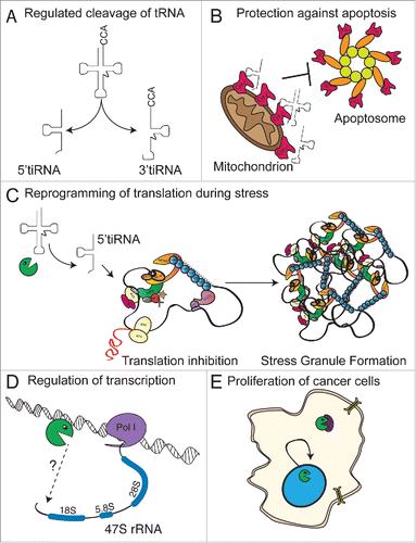 Figure 2. RNase dependent functions of ANG. (A) ANG cleaves the anticodon loop of mature cytoplasmic tRNAs generating 2 smaller RNA species, termed 5′- and 3′- tiRNAs. (B) A subset of 5′ and 3′ tiRNAs bind to Cytochrome C (red) preventing it's interaction with the apoptosome. Failure to assemble the apoptosome promotes survival by preventing apopotosis. (C) A subset of 5′tiRNAs inhibit translation by targeting the initiation step thereby promoting the formation of stress granules. (D) ANG is translocated to the nucleus where it promotes the expression of rRNA. (E) Increased expression of ANG increases proliferation of cancer cells linked to nuclear import.