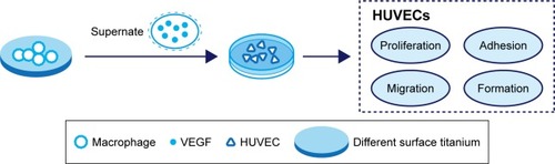 Figure 3 Schematic of cell culture model.Note: Effects of macrophage supernatants on HUVECs tested under in vitro conditions.Abbreviations: VEGF, vascular endothelial growth factor; HUVEC, human umbilical vein endothelial cell.