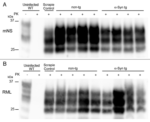 Figure 5. Western blot profiles of PrPSc. A PrP immunoblot for PK-resistant PrPSc reveals similar electrophoretic mobility and glycoform patterns in α-synuclein transgenic and non-transgenic mice inoculated with (A) mNS or (B) RML prions.