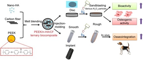 Figure 1 Schematic diagram of the preparation and biological evaluation of the PEEK/n-HA/CF ternary biocomposite.Abbreviations: HA, hydroxyapatite; PEEK, polyetheretherketone; PEEK/n-HA/CF, carbon fiber-reinforced polyetheretherketone–nanohydroxyapatite.